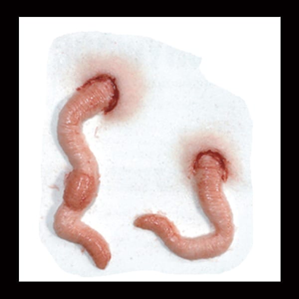 Squirm - FX Makeup By Tinsley Transfers Squirm - FX Makeup