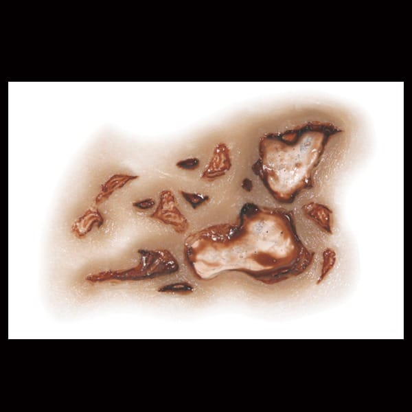 Zombie Jawbone - FX Makeup By Tinsley Transfers Zombie Jawbone - FX Makeup