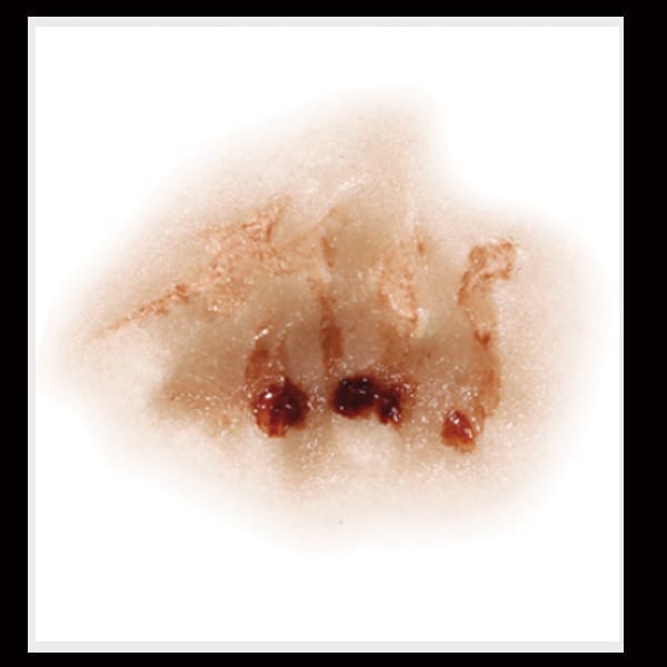 Zombie Nose - FX Makeup