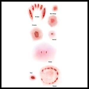 Animal Attack - Temporary Tattoo