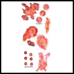 Burned Alive - Temporary Tattoo