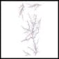 Possessed - Temporary Tattoo